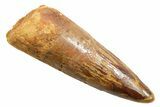 Fossil Spinosaurus Tooth - Feeding Worn Tip #362918-1